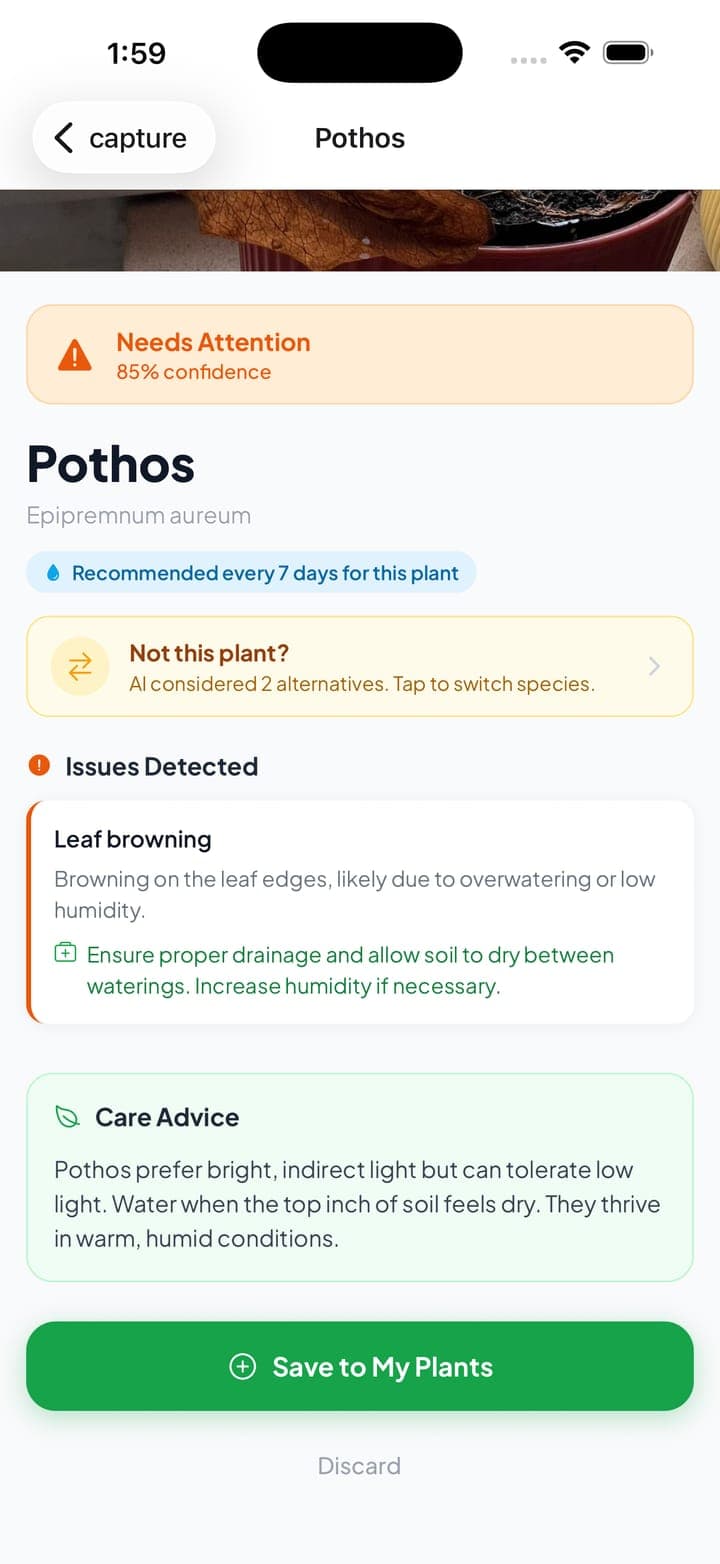 Personalised care advice for a Pothos with a Save to My Plants button