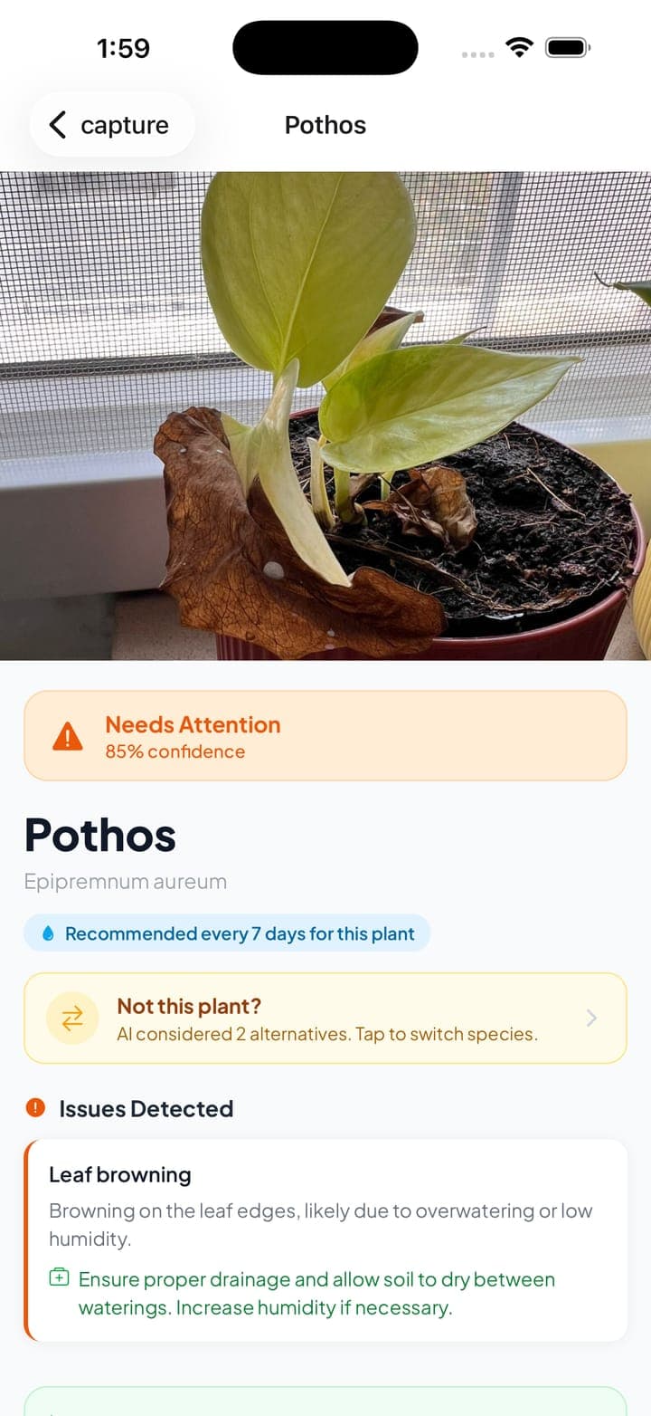 AI diagnosis for a Pothos showing a Needs Attention verdict, confidence score, a detected leaf-browning issue, and an option to switch species